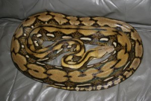 Python reticulatus - Pitonul reticulat