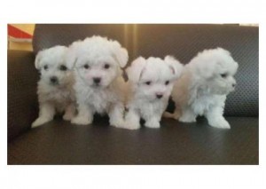 Bichon Maltese