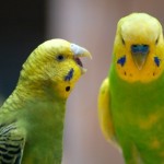 Istoria perusilor perusi