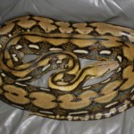 Python reticulatus - Pitonul reticulat
