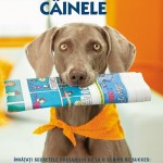 imi dresez singur cainele