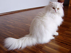 Pisica persana