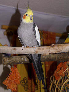 Papagal Nimfa mascul
