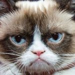 Grumpy Cat, o pisica bogata