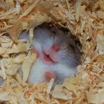 10 sfaturi pentru un hamster sanatos