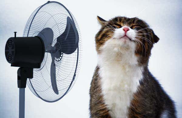 pisica-ventilator